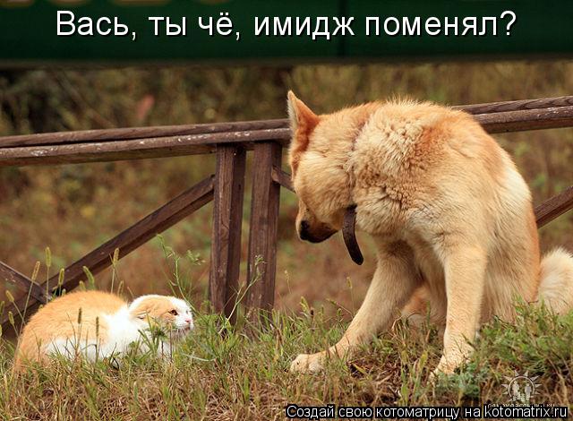 Вась, ты чё, имидж поменял?... Котоматрица: Вась, ты чё, имидж поменял?