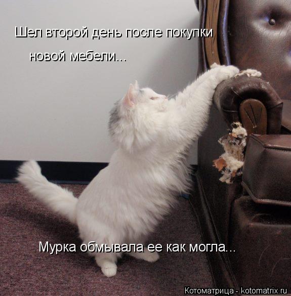 Котоматрица: Шел второй день после покупки  новой мебели... Мурка обмывала ее как могла...