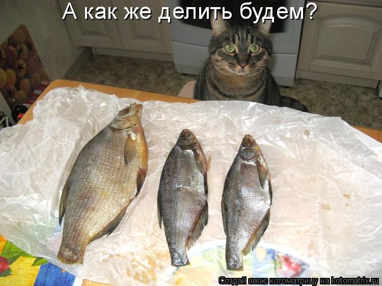 А как же делить будем?... Котоматрица: А как же делить будем?