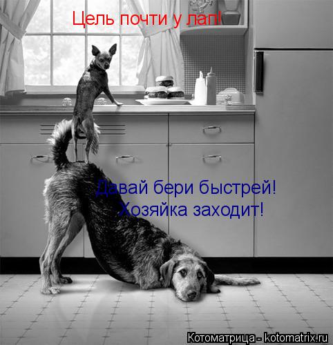 Котоматрица: Цель почти у лап! Давай бери быстрей!  Хозяйка заходит!