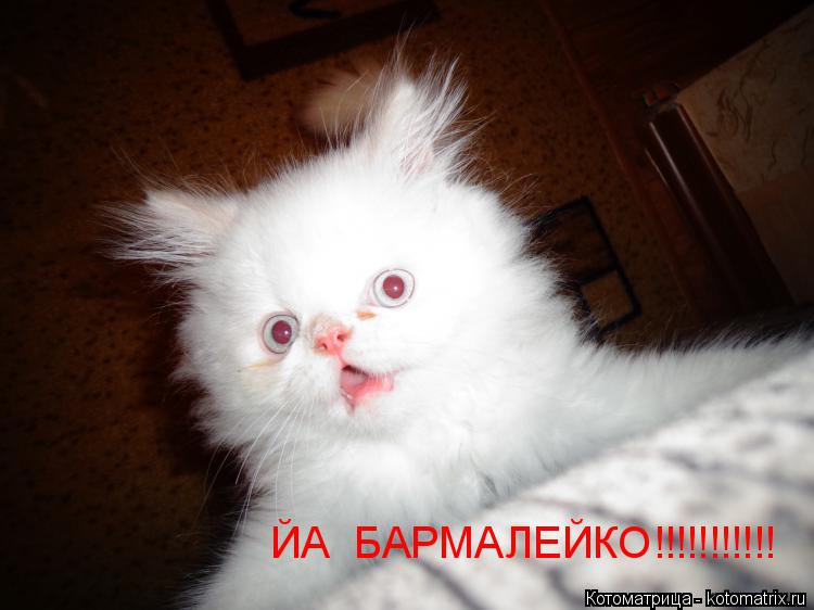 ЙА БАРМАЛЕЙКО!!!!!!!!!!!... Котоматрица: ЙА БАРМАЛЕЙКО!!!!!!!!!!!