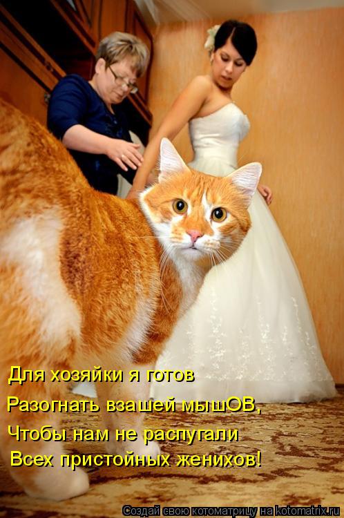 Котоматрица: Для хозяйки я готов Разогнать взашей мышОВ, Чтобы нам не распугали Всех пристойных женихов!