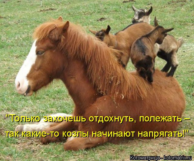Котоматрица: "Только захочешь отдохнуть, полежать – так какие-то козлы начинают напрягать!"