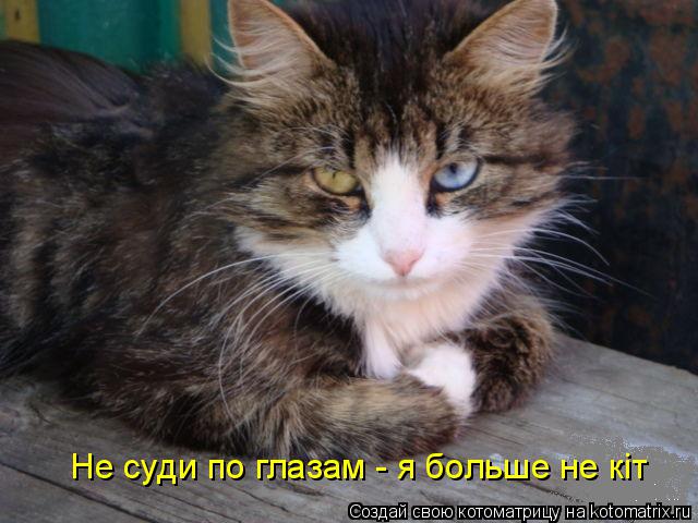 Не суди по глазам - я больше не кiт... Котоматрица: Не суди по глазам - я больше не кiт