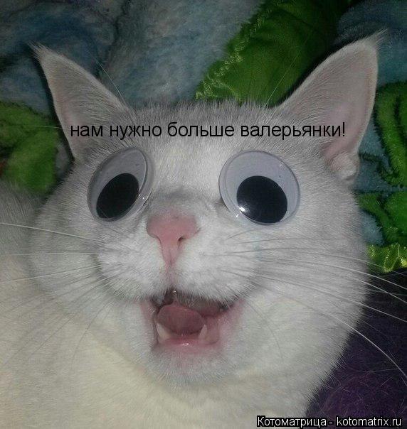 нам нужно больше валерьянки!... Котоматрица: нам нужно больше валерьянки!
