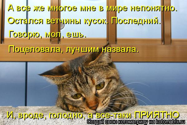 Котоматрица: А все же многое мне в мире непонятно. Остался ветчины кусок. Последний. Говорю, мол, ешь.  Поцеловала, лучшим назвала. И, вроде, голодно, а все-т