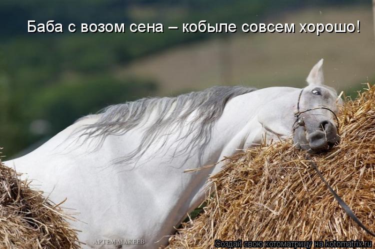 Котоматрица: Баба с возом сена – кобыле совсем хорошо!