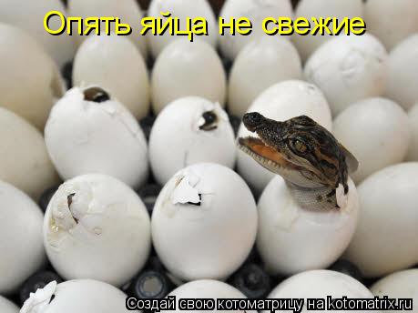 Котоматрица: Опять яйца не свежие