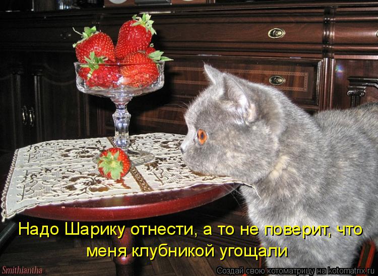 Надо Шарику отнести, а то не поверит, что меня клубникой угощали... Котоматрица: Надо Шарику отнести, а то не поверит, что меня клубникой угощали