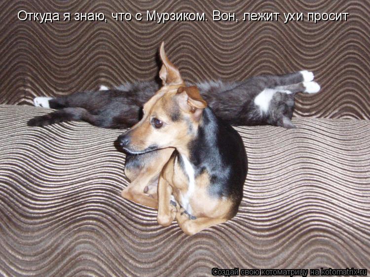 Котоматрица: Откуда я знаю, что с Мурзиком. Вон, лежит ухи просит