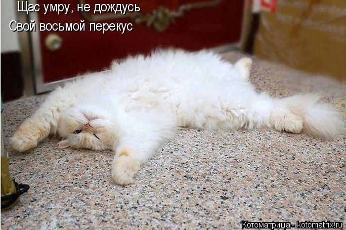 Щас умру, не дождусь Свой восьмой перекус... Котоматрица: Щас умру, не дождусь Свой восьмой перекус