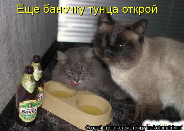 Котоматрица: Еще баночку тунца открой