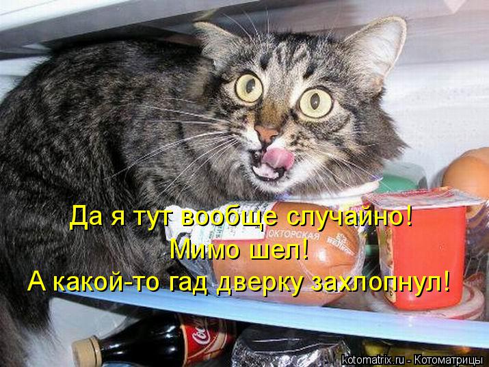 Да я тут вообще случайно! Мимо шел! А какой-то гад дверку захлопнул!... Котоматрица: Да я тут вообще случайно! Мимо шел! А какой-то гад дверку захлопнул!