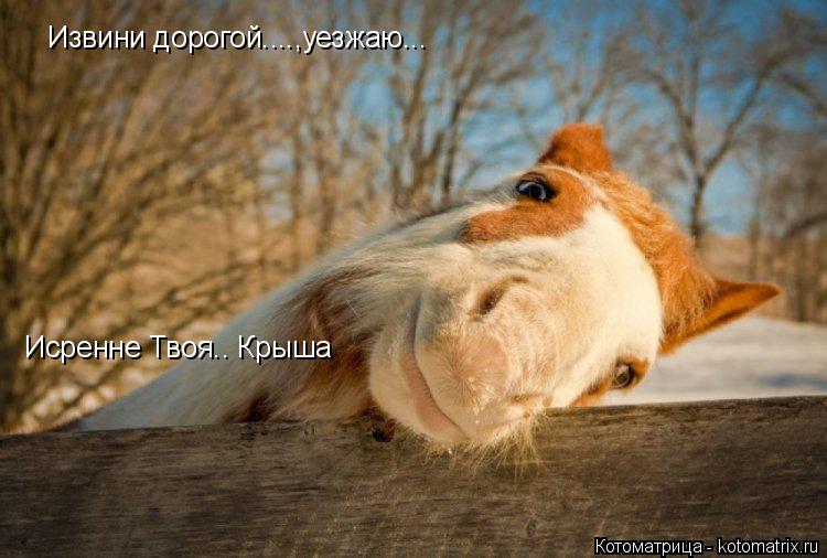 Извини дорогой....,уезжаю... Исренне Твоя.. Крыша... Котоматрица: Извини дорогой....,уезжаю... Исренне Твоя.. Крыша