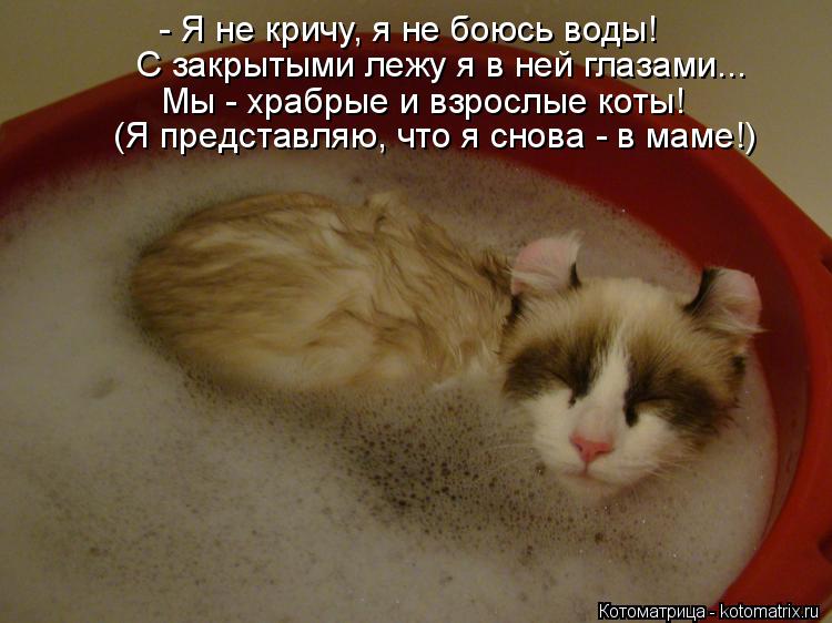 - Я не кричу, я не боюсь воды! С закрытыми лежу я в ней глазами... Мы - храбрые и взрослые коты! (Я ... Котоматрица: - Я не кричу, я не боюсь воды! С закрытыми лежу я в ней глазами... Мы - храбрые и взрослые коты! (Я представляю, что я снова - в маме!)