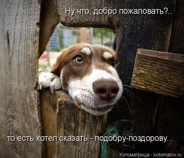 Ну что, добро пожаловать?.. то есть хотел сказать - подобру-поздорову...... Котоматрица: Ну что, добро пожаловать?.. то есть хотел сказать - подобру-поздорову...