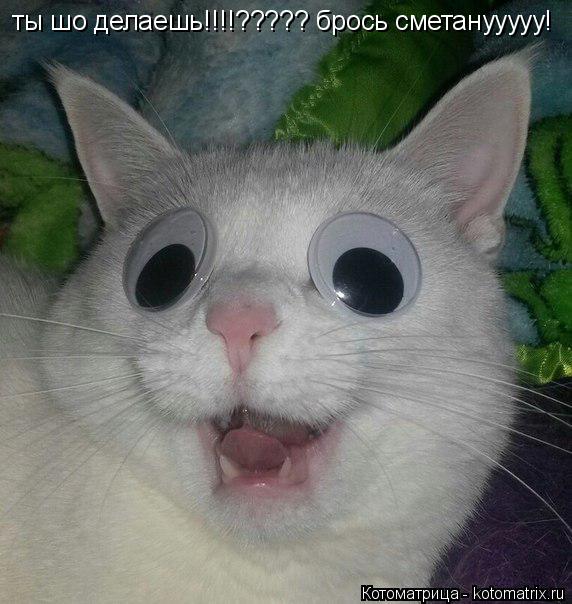 ты шо делаешь!!!!????? брось сметанууууу!... Котоматрица: ты шо делаешь!!!!????? брось сметанууууу!