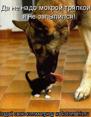 Да не надо мокрой тряпкой! я не запылился!... Котоматрица: Да не надо мокрой тряпкой! я не запылился!