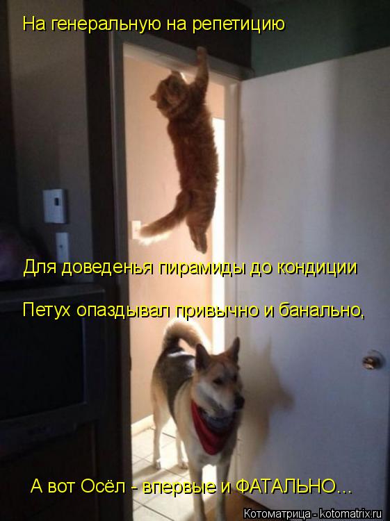 Котоматрица: А вот Осёл - впервые и ФАТАЛЬНО… Петух опаздывал привычно и банально, На генеральную на репетицию Для доведенья пирамиды до кондиции