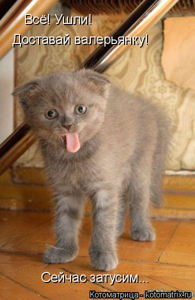 Котоматрица: Всё! Ушли! Доставай валерьянку! Сейчас затусим...