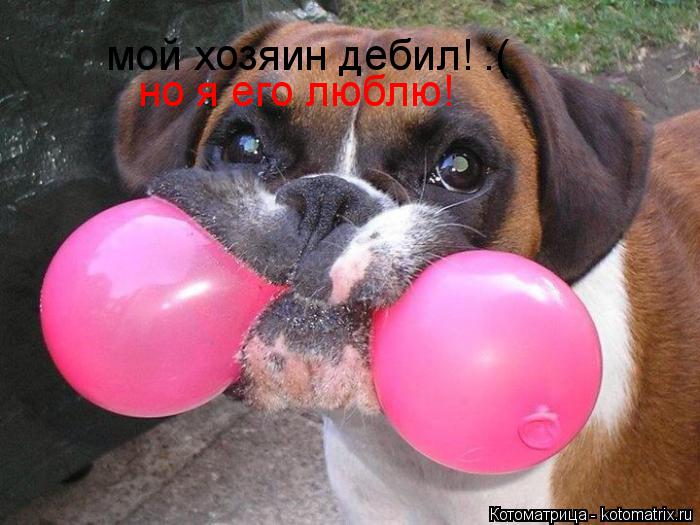 мой хозяин дебил! :( но я его люблю!... Котоматрица: мой хозяин дебил! :( но я его люблю!