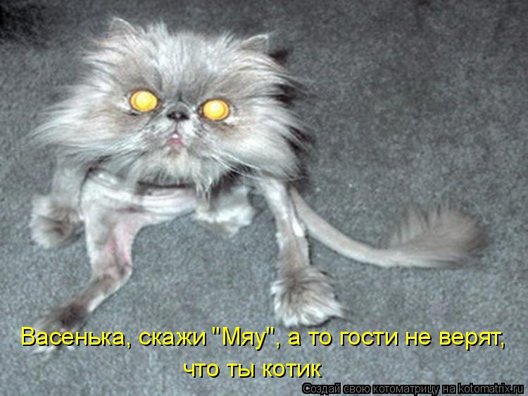 Васенька, скажи "Мяу", а то гости не верят, что ты котик... Котоматрица: Васенька, скажи "Мяу", а то гости не верят, что ты котик