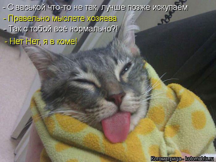 - С васькой что-то не так, лучше позже искупаем -Фух, пронесло - Правельно мыслете хозяева - Так с т... Котоматрица: - С васькой что-то не так, лучше позже искупаем -Фух, пронесло - Правельно мыслете хозяева - Так с тобой всё нормально?! - Нет Нет, я в коме!
