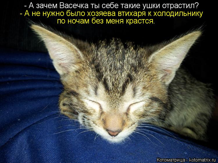 - А зачем Васечка ты себе такие ушки отрастил? - А не нужно было хозяева втихаря к холодильнику по но... Котоматрица: - А зачем Васечка ты себе такие ушки отрастил? - А не нужно было хозяева втихаря к холодильнику по ночам без меня крастся.