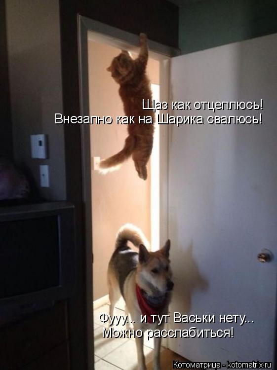 Котоматрица: Щаз как отцеплюсь! Внезапно как на Шарика свалюсь! Фууу... и тут Васьки нету... Можно расслабиться!