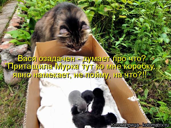 Вася озадачен - думает про что? "Притащила Мурка тут ко мне коробку... явно намекает, не пойму, на чт... Котоматрица: Вася озадачен - думает про что? "Притащила Мурка тут ко мне коробку... явно намекает, не пойму, на что?!!