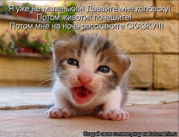 Котоматрица: Я уже не маленький! Давайте мне колбаску! Потом животик почешите! Потом мне на ночь расскажите СКАЗКУ!!!