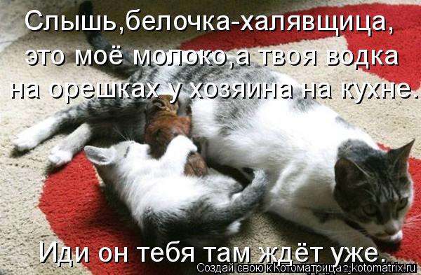 Котоматрица: Слышь,белочка-халявщица, это моё молоко,а твоя водка на орешках у хозяина на кухне. Иди он тебя там ждёт уже.