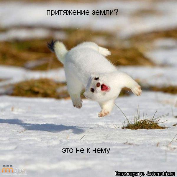 притяжение земли? это не к нему... Котоматрица: притяжение земли? это не к нему