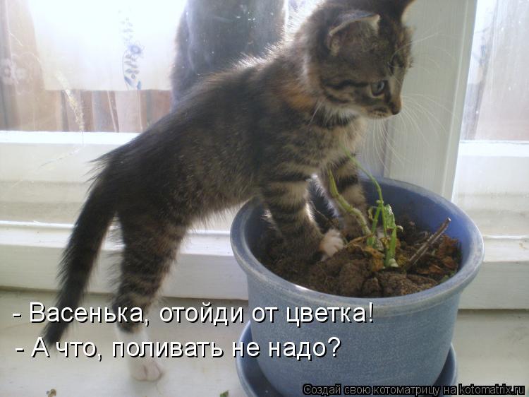 Котоматрица: - Васенька, отойди от цветка! - А что, поливать не надо?