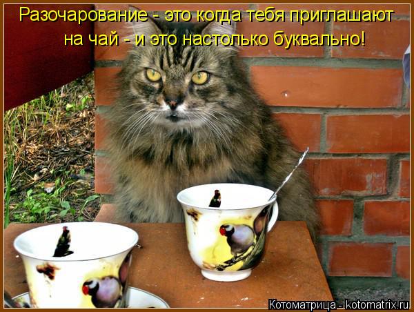 Разочарование - это когда тебя приглашают на чай - и это настолько буквально!... Котоматрица: Разочарование - это когда тебя приглашают на чай - и это настолько буквально!