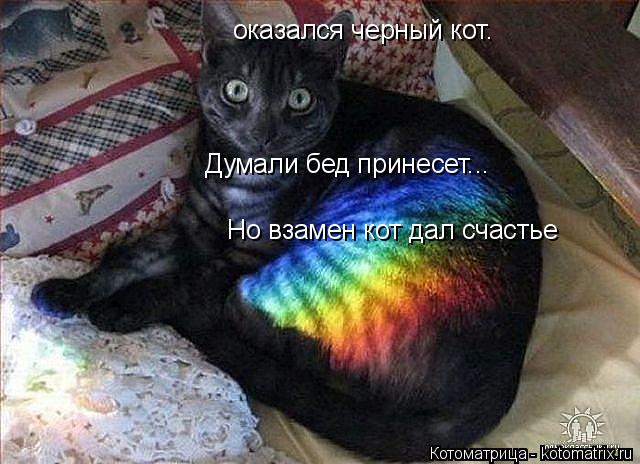оказался черный кот. Думали бед принесет... Но взамен кот дал счастье... Котоматрица: оказался черный кот. Думали бед принесет... Но взамен кот дал счастье