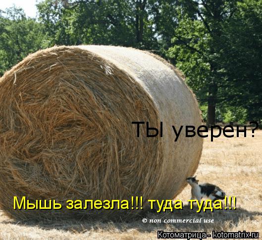Котоматрица: ТЫ уверен? Мышь залезла!!! туда туда!!!