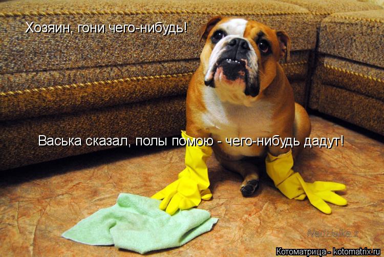 Котоматрица: Васька сказал, полы помою - чего-нибудь дадут! Хозяин, гони чего-нибудь!