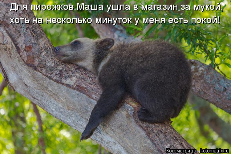 Для пирожков Маша ушла в магазин за мукой, хоть на несколько минуток у меня есть покой!... Котоматрица: Для пирожков Маша ушла в магазин за мукой, хоть на несколько минуток у меня есть покой!