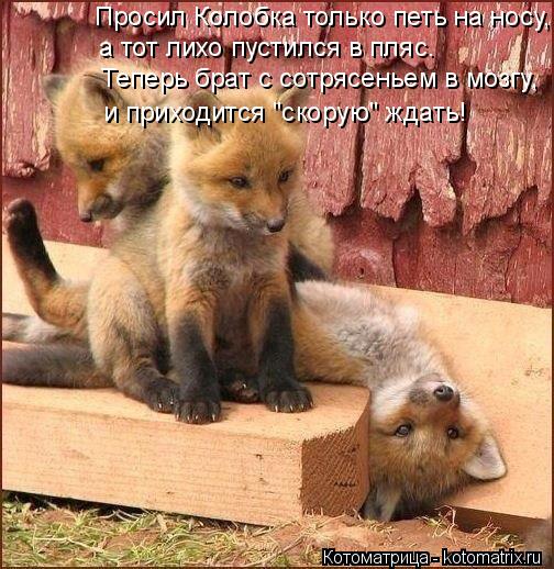 Котоматрица: Просил Колобка только петь на носу, а тот лихо пустился в пляс. Теперь брат с сотрясеньем в мозгу, и приходится "скорую" ждать!