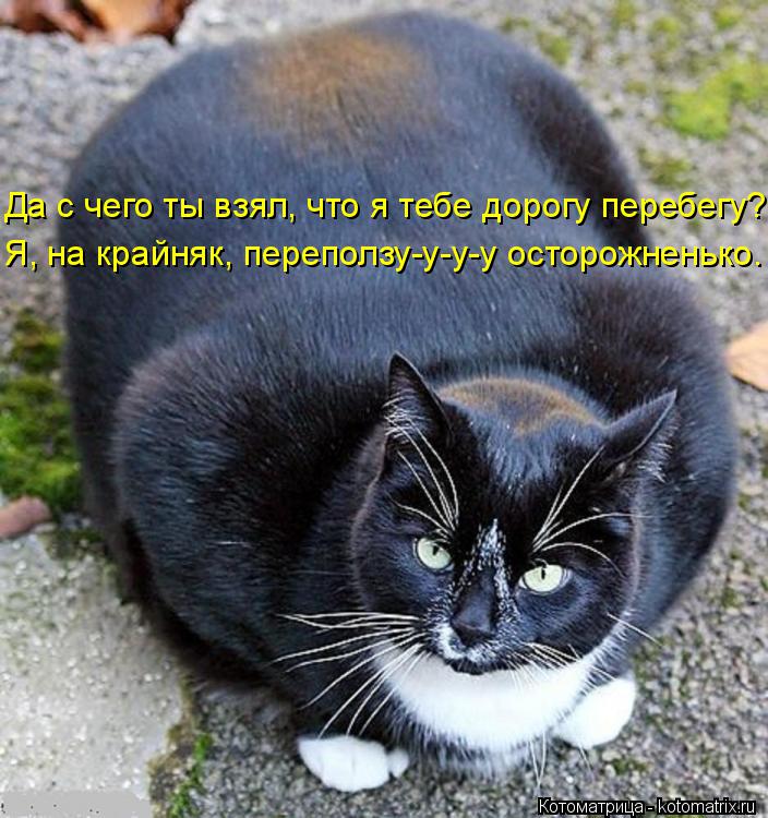 Да с чего ты взял, что я тебе дорогу перебегу? Я, на крайняк, переползу-у-у-у осторожненько.... Котоматрица: Да с чего ты взял, что я тебе дорогу перебегу? Я, на крайняк, переползу-у-у-у осторожненько.