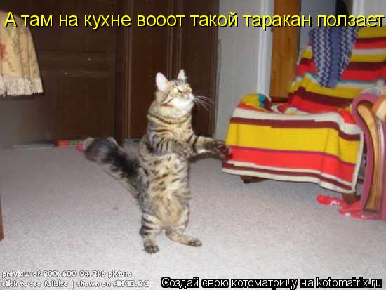 А там на кухне вооот такой таракан ползает... Котоматрица: А там на кухне вооот такой таракан ползает