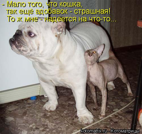 - Мало того, что кошка, так ещё вдобавок - страшная! То ж мне - надеется на что-то...... Котоматрица: - Мало того, что кошка, так ещё вдобавок - страшная! То ж мне - надеется на что-то...