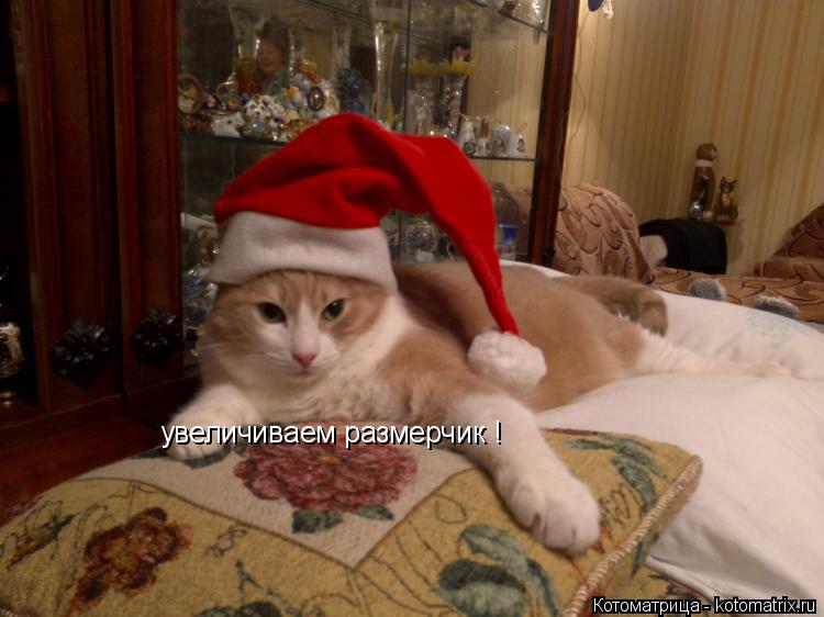увеличиваем размерчик !... Котоматрица: увеличиваем размерчик !