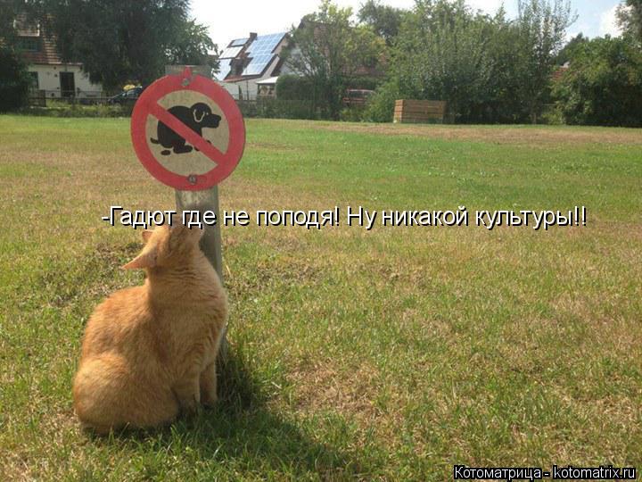 Котоматрица: -Гадют где не поподя! Ну никакой культуры!!