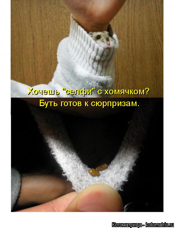 Хочешь "селфи" с хомячком? Буть готов к сюрпризам.... Котоматрица: Хочешь "селфи" с хомячком? Буть готов к сюрпризам.