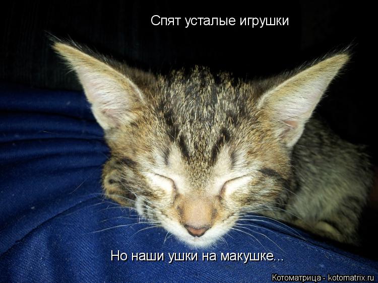 Спят усталые игрушки Но наши ушки на макушке...... Котоматрица: Спят усталые игрушки Но наши ушки на макушке...