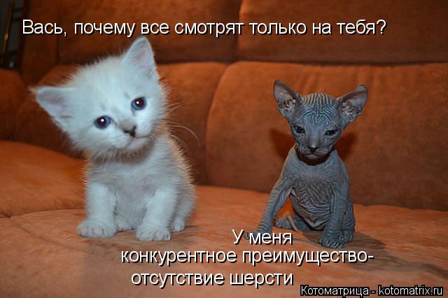 Вась, почему все смотрят только на тебя? У меня конкурентное преимущество- отсутствие шерсти... Котоматрица: Вась, почему все смотрят только на тебя? У меня конкурентное преимущество- отсутствие шерсти