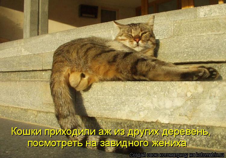 Кошки приходили аж из других деревень, посмотреть на завидного жениха... Котоматрица: Кошки приходили аж из других деревень, посмотреть на завидного жениха