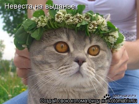 Невеста на выданье... Котоматрица: Невеста на выданье